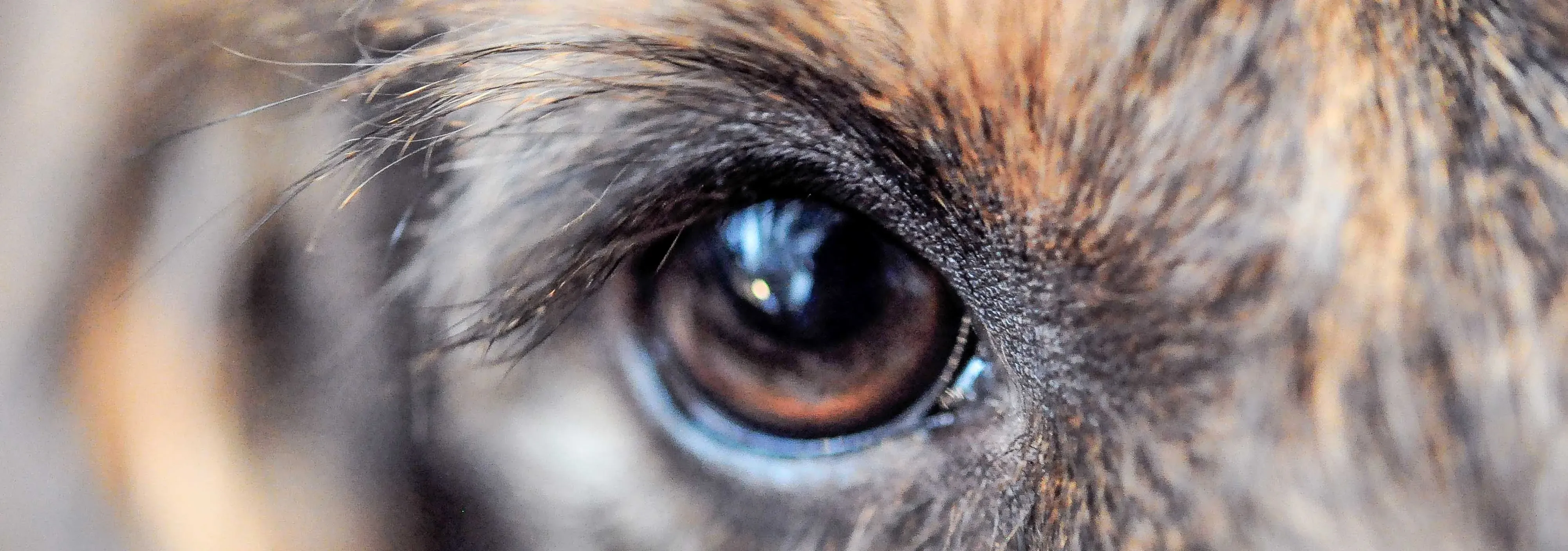 Närbild på en hunds öga